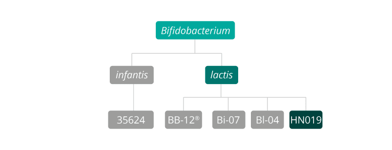 Bifidobacterium Lactis HN019 | Database